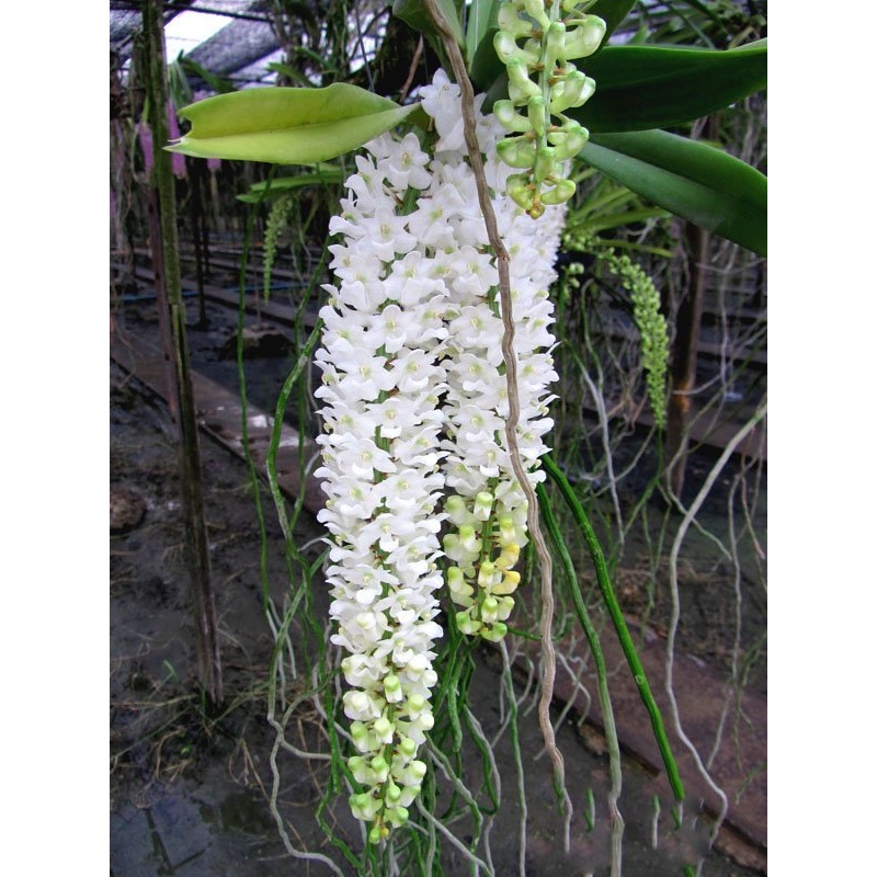 Rhynchostylis retusa var. alba