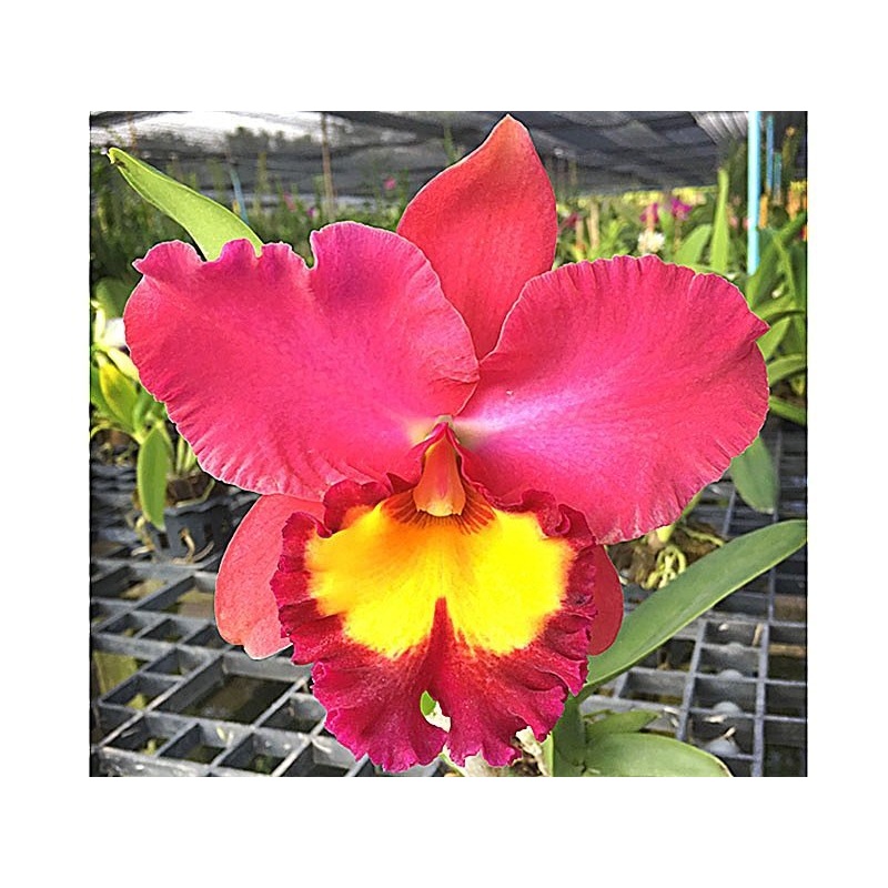 Rlc. Wangnumkhew Pink x Pat Korat