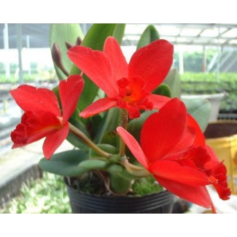 Slc. Little Hazel|8 cm|Nee|Ja