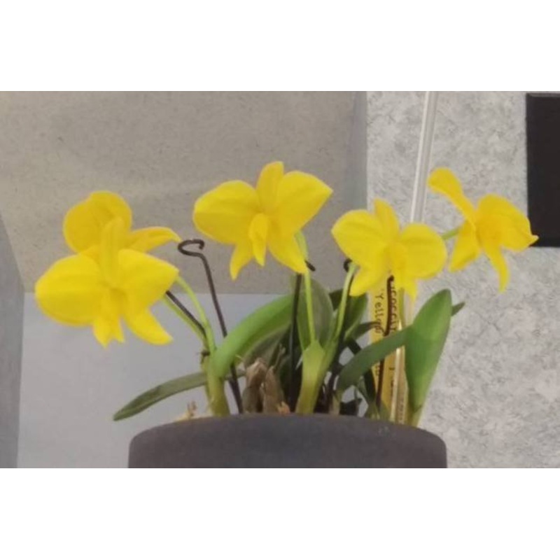Sophronitis coccinea Aurea (Yellow Brid x Yellow Dream)