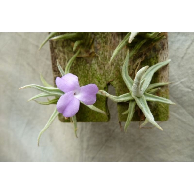 Tillandsia paleacea Mini