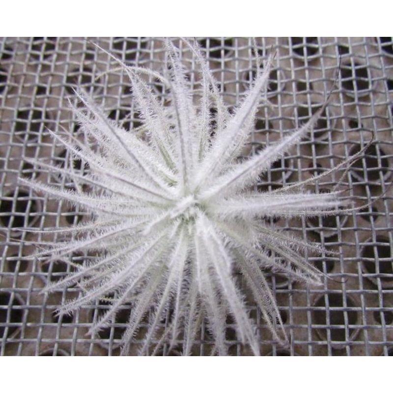 Tillandsia tectorum Colombia (Small)