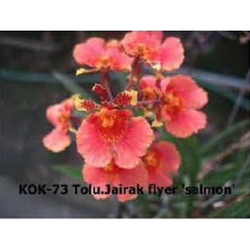 Tolumnia Jairak Flyer Salmon|5.5 cm|Nee|Ja