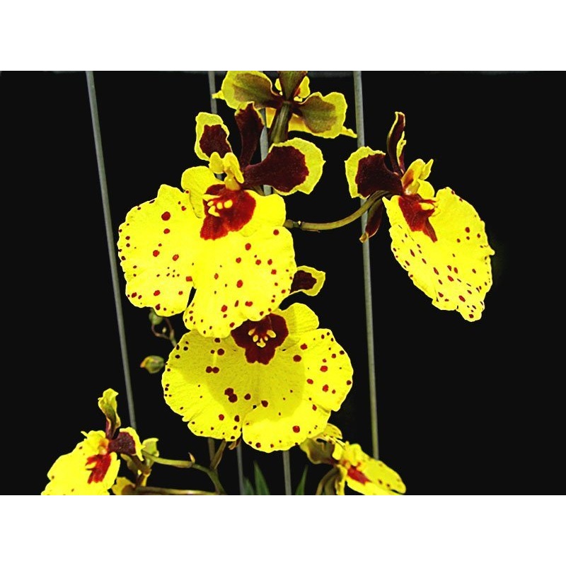 Tolumnia Jairak Flyer Super Bright