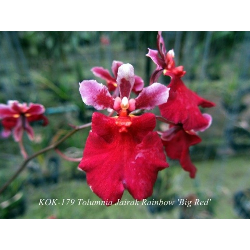 Tolumnia Jairak Rainbow Big Red