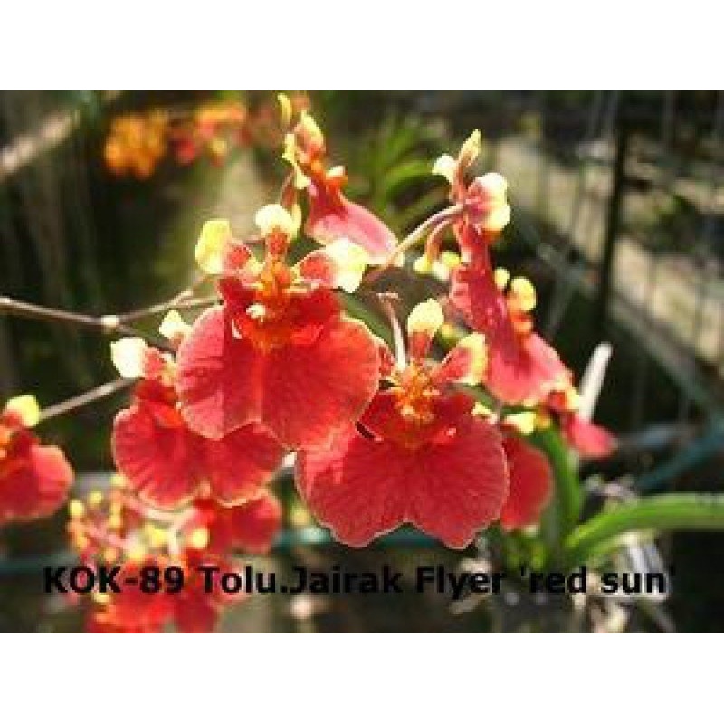 Tolumnia Jairak Rainbow Red Sun