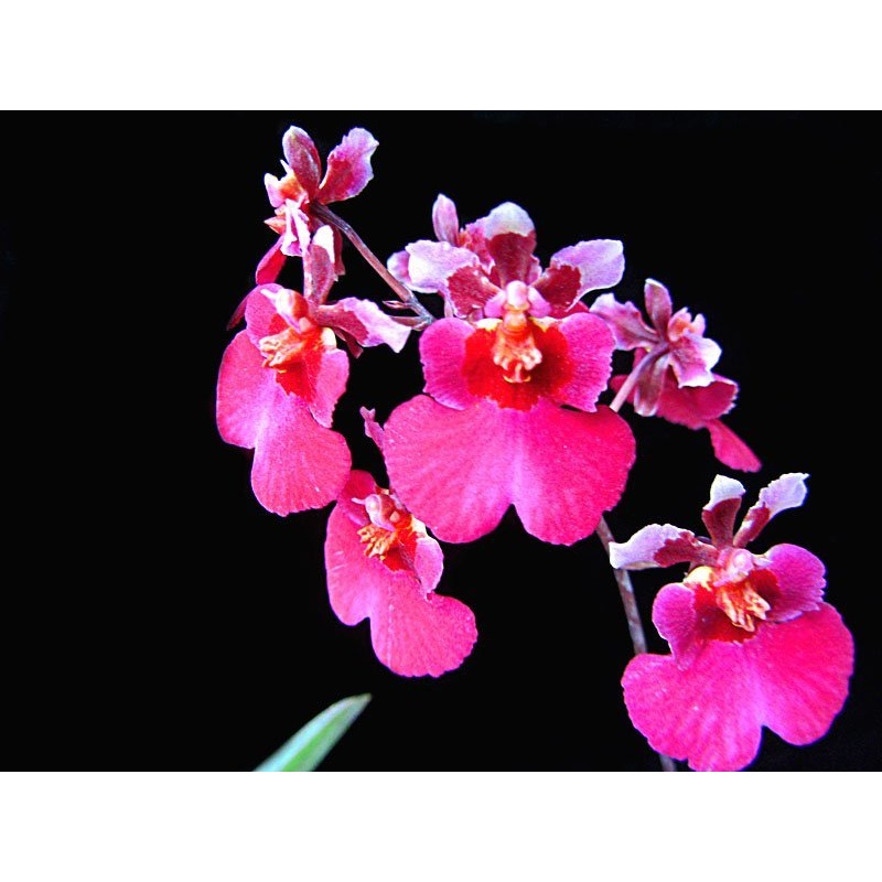 Tolumnia Jairak Rainbow Soft Pink