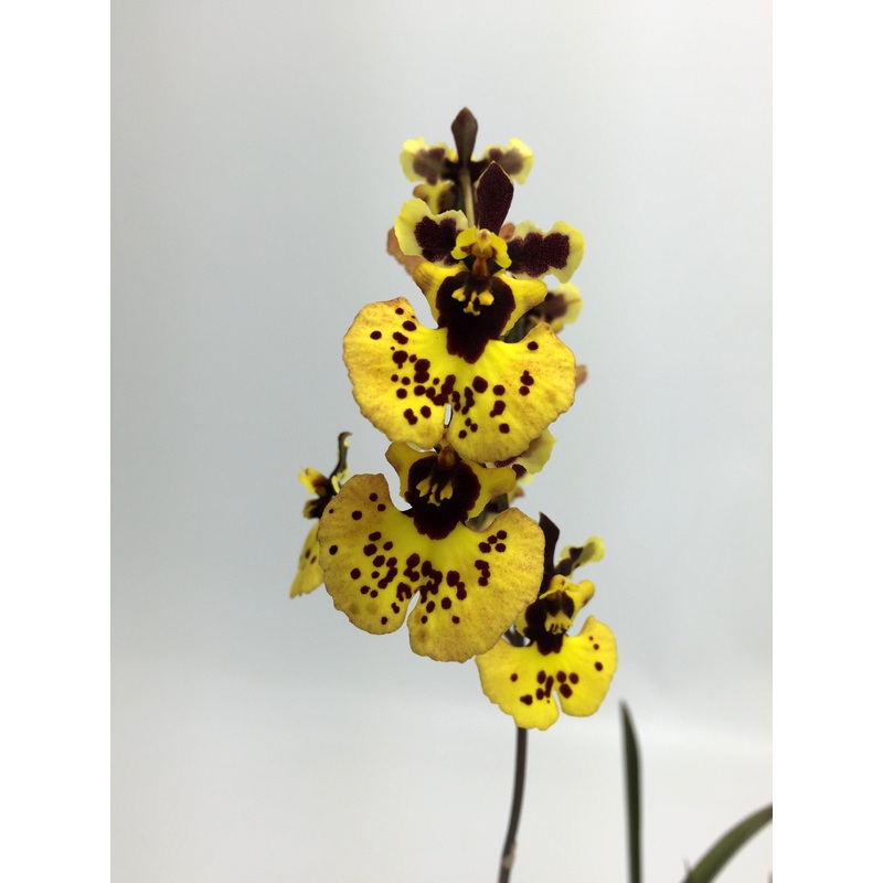 Tolumnia Yellow Star|5.5 cm|Nee|Ja