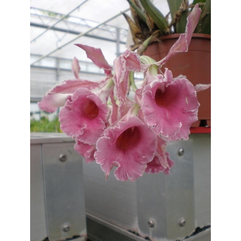 Trichopilia coccinea|9 cm|Nee|Ja