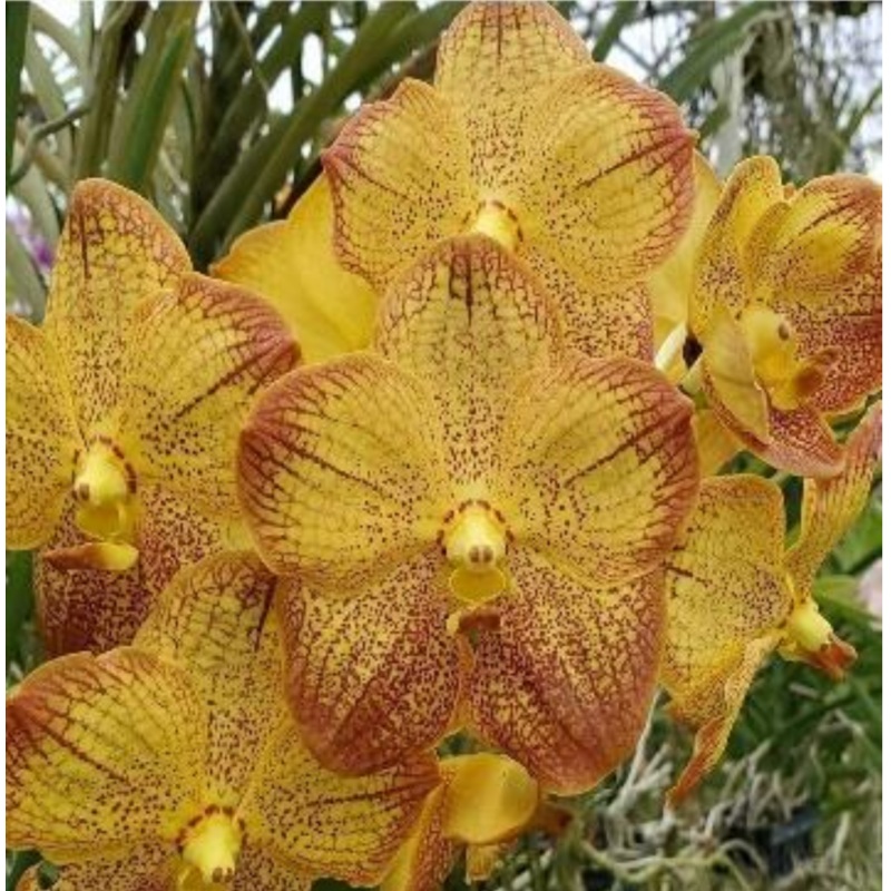 Vanda Chaophraya sapphire x V. Suksamran spot
