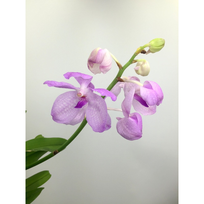 Vanda coerulea PinkBig Plant|12 cm|Nee|Ja