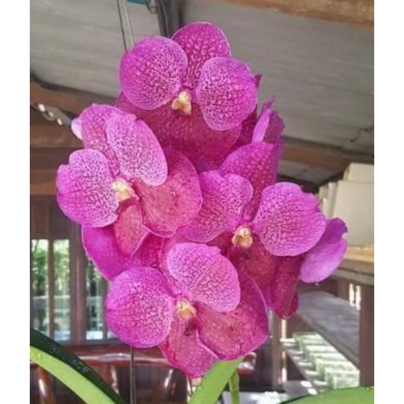 Vanda Dino Dream