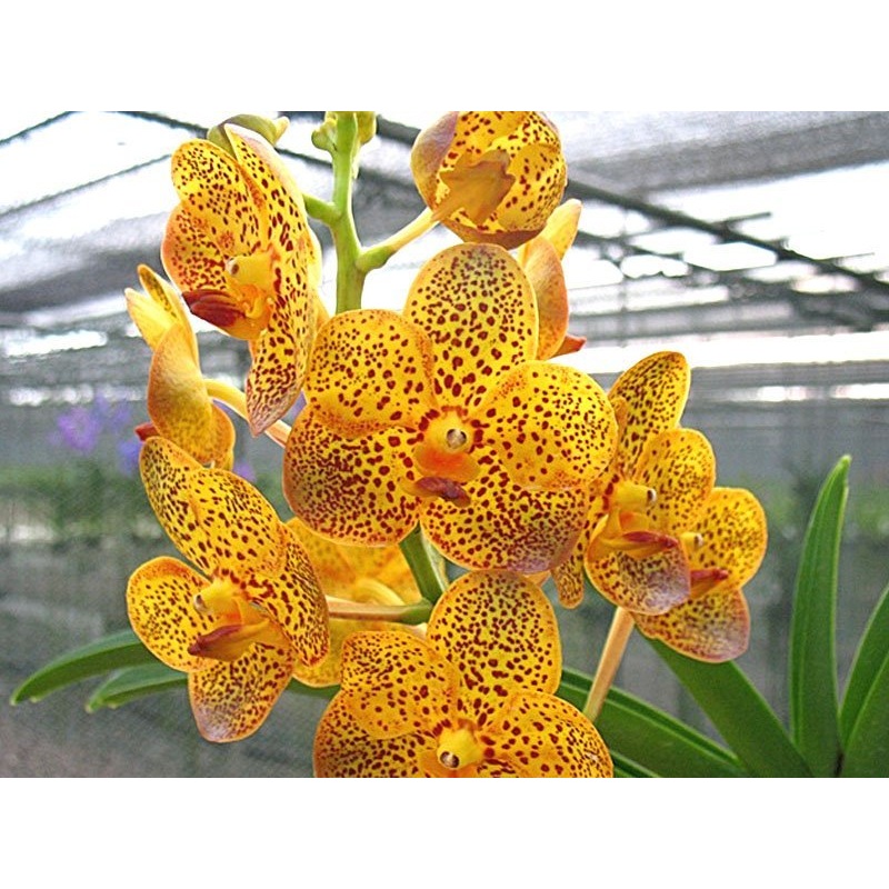 Vanda Fuchs Harvestmoon x Guo Chia Long