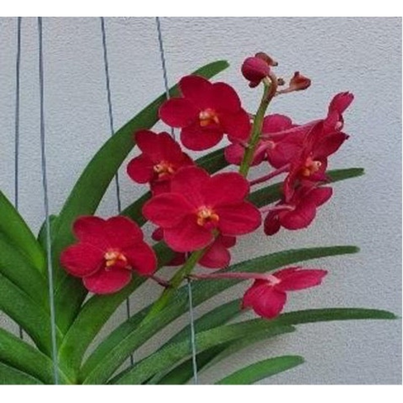 Vanda Hasd Son-Khla x V. Red Devil