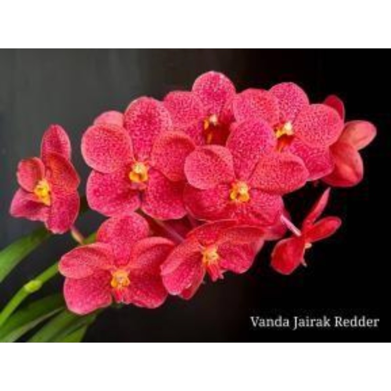 Vanda Jairak Redden