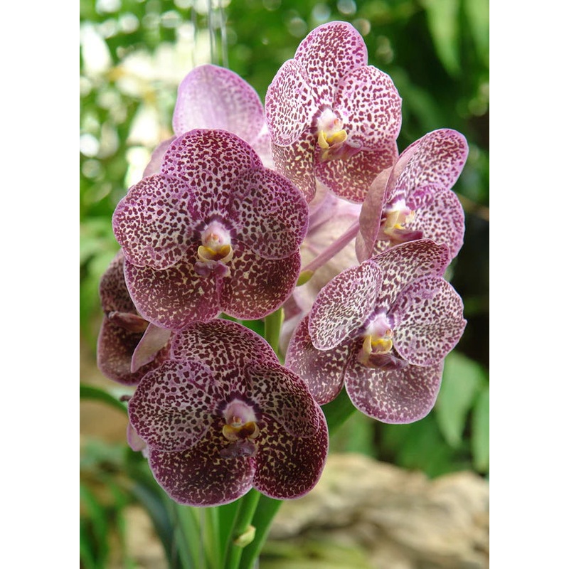 Vanda Kulwadee Fragance #27
