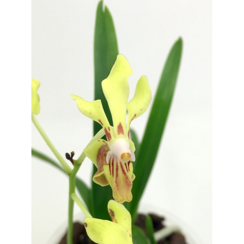 Vanda lamellata|12 cm|Nee|Ja