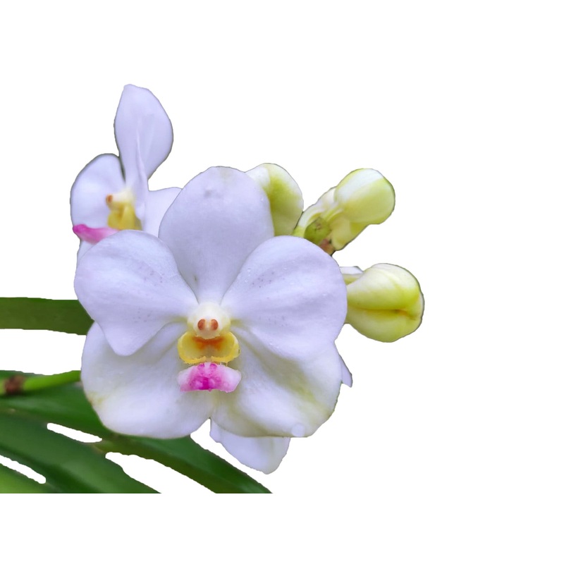 Vanda Nopporn White Diamond