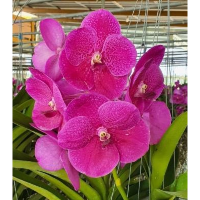 Vanda Pat Delight