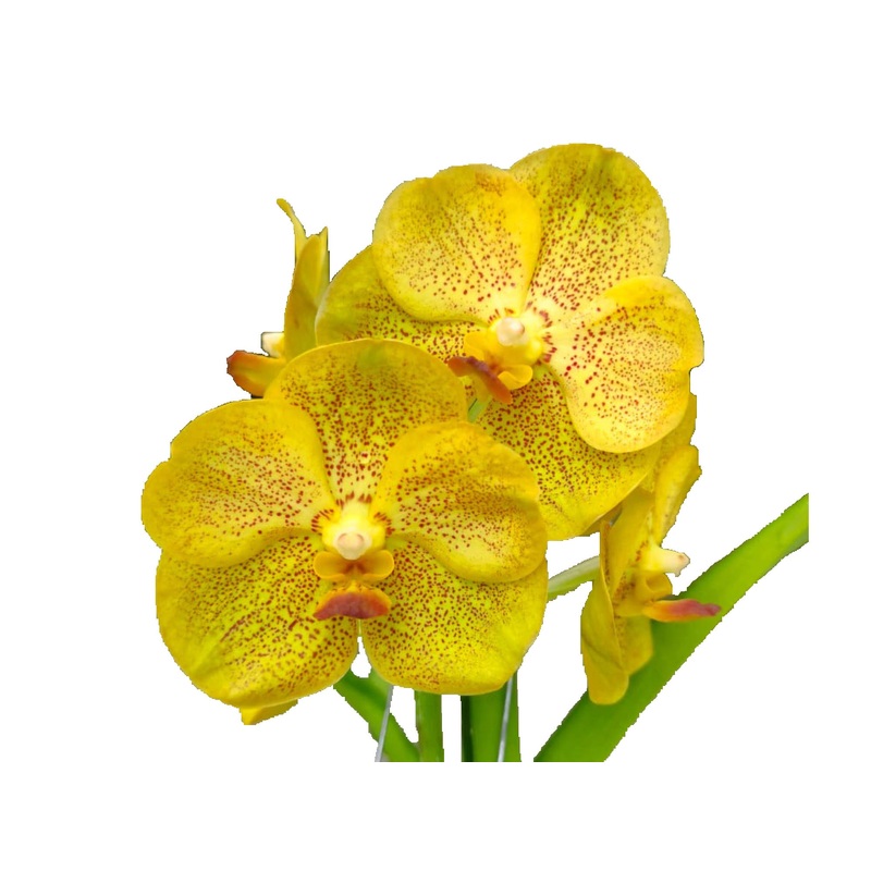 Vanda Ratchaburi Beauty