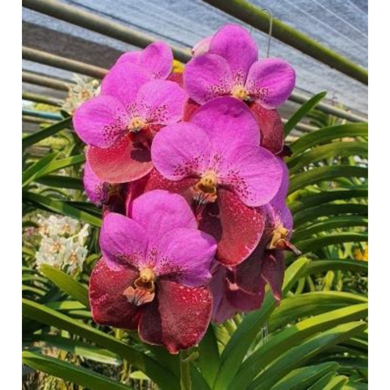 Vanda Suwannaphum 507