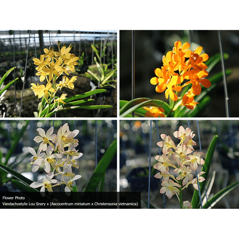 Vandachostylis Lou Snery x (Ascocentrum miniatum x Christensonia vietnamica)