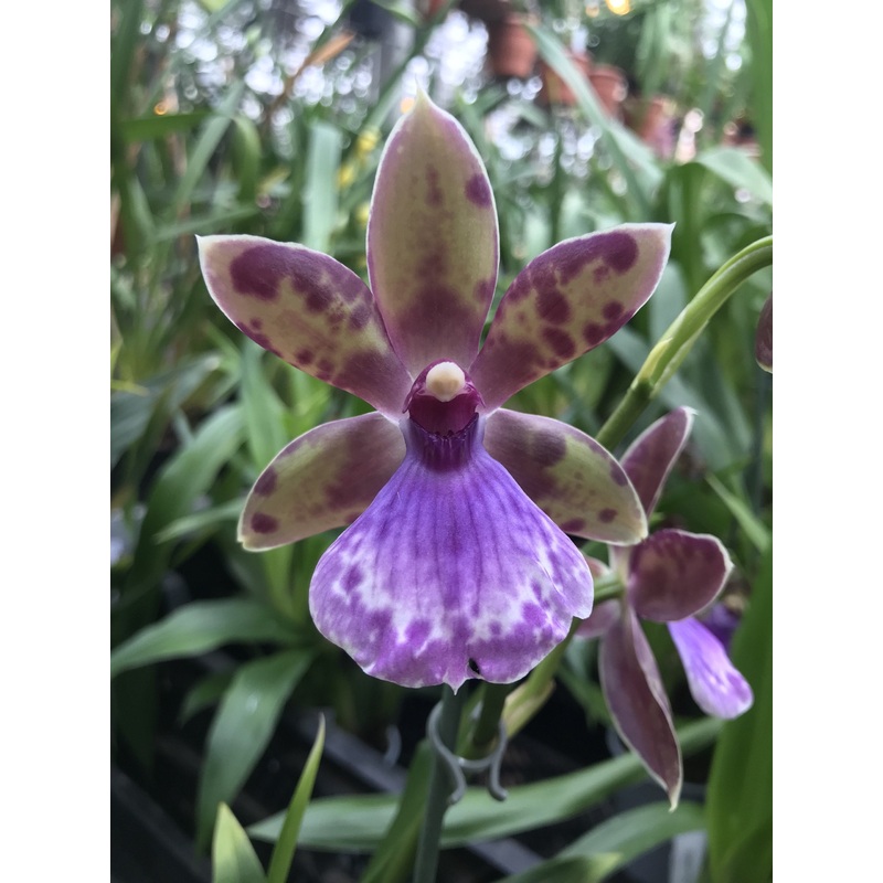 Zygopetalum Brbel Hahn|9 cm|Nee|Ja