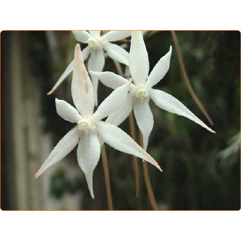 Aerangis kirkii|10 cm|Nee|Ja