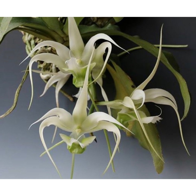 Aeranthes henrici|Nee|Ja