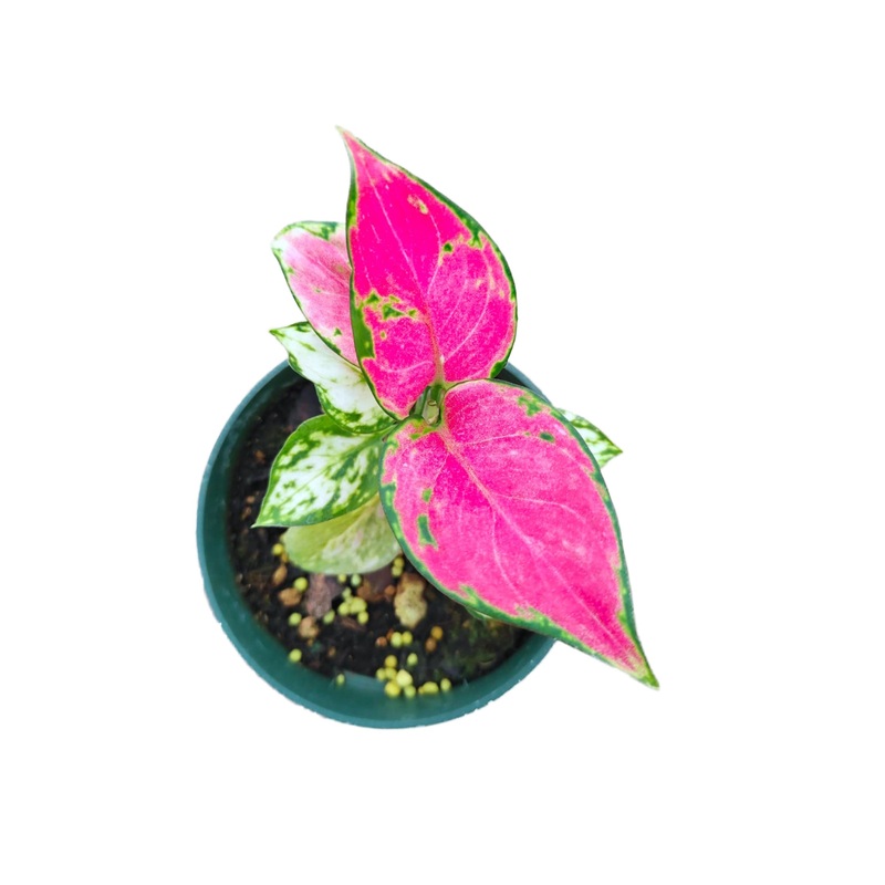 Aglaonema ‘Lady Valentine’