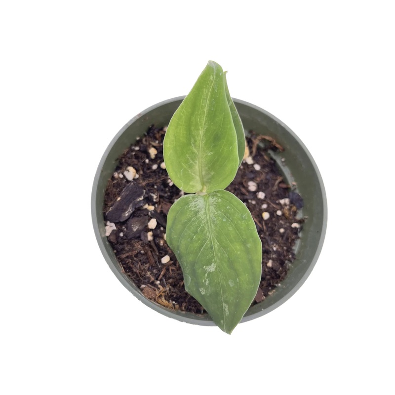 Aglaonema pictum tricolor