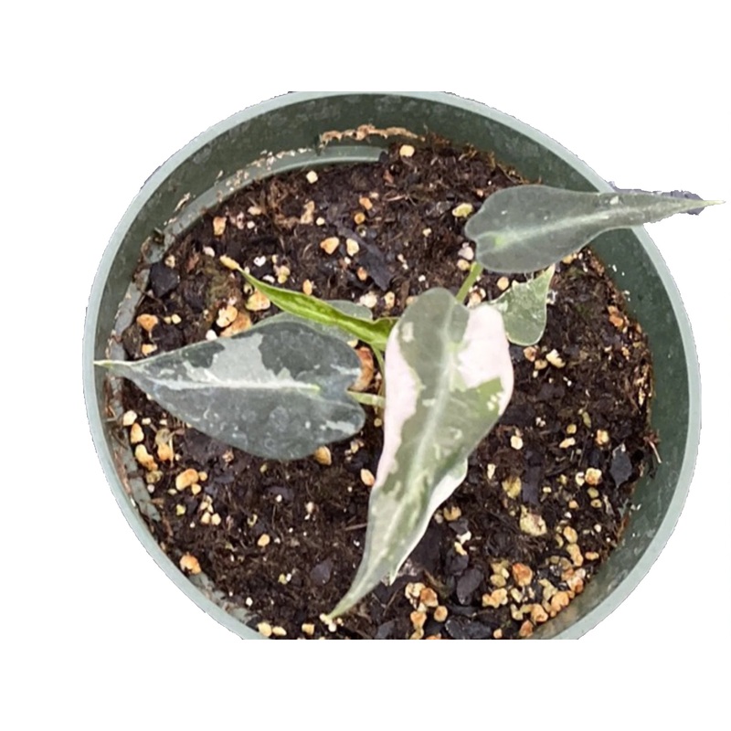Alocasia Bambino arrow variegated