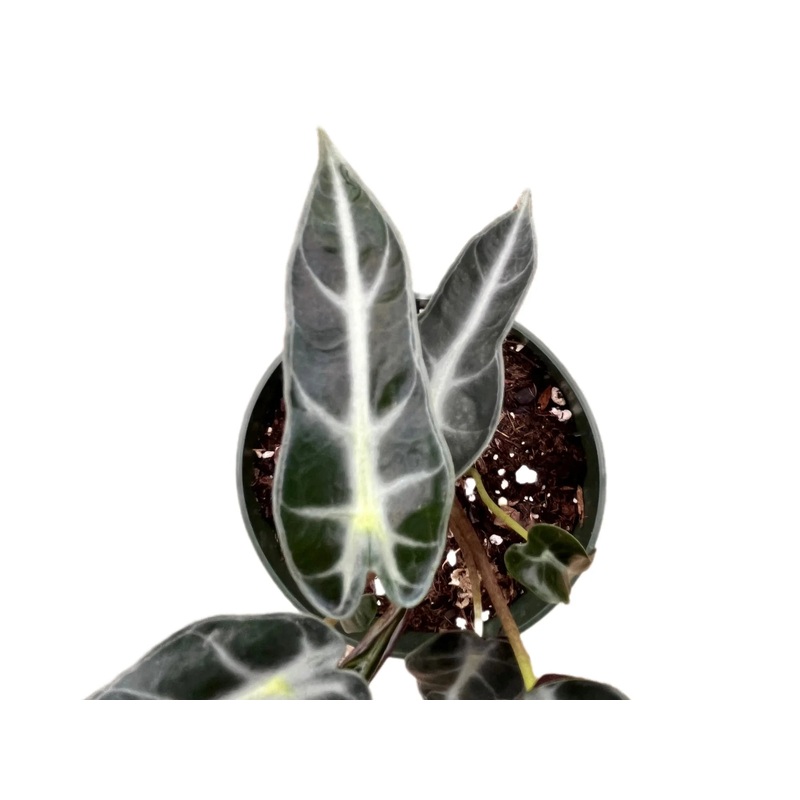 Alocasia Bambino – seedling