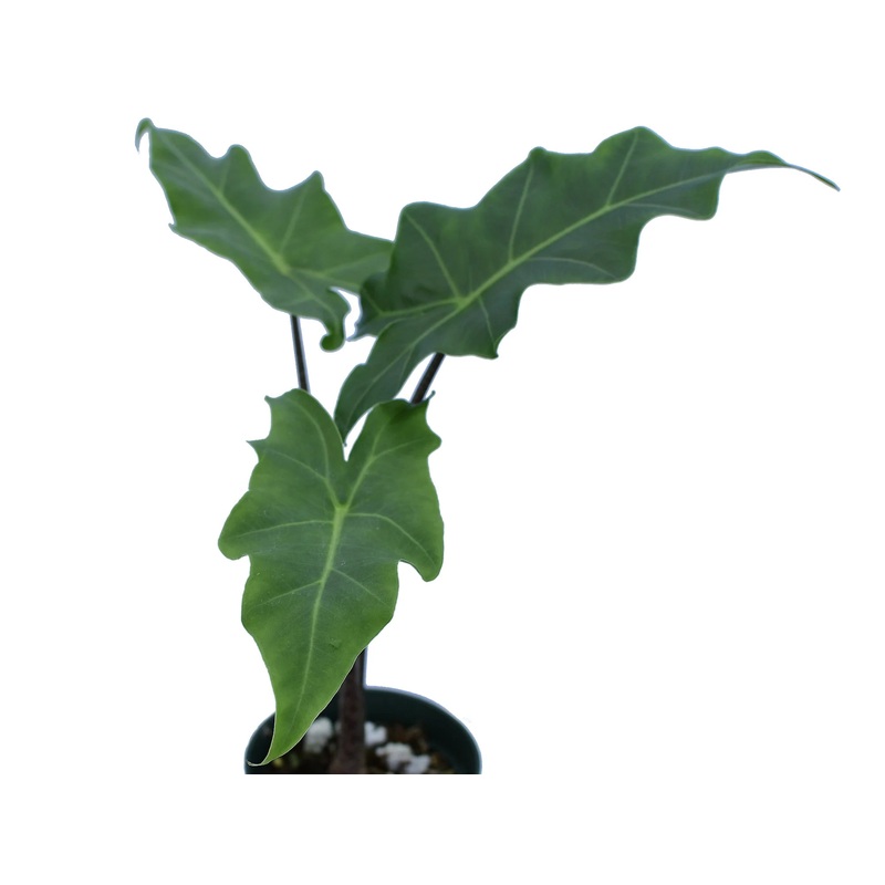 Alocasia Golden Dragon (seedling)