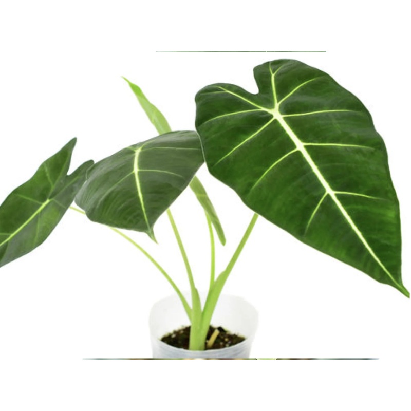 Alocasia micholitziana