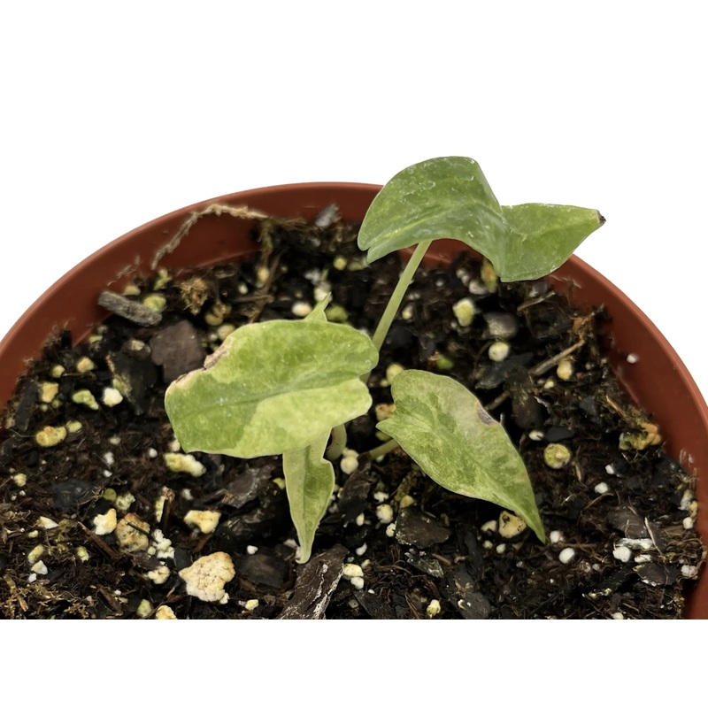 Alocasia Polly a Grade variegated