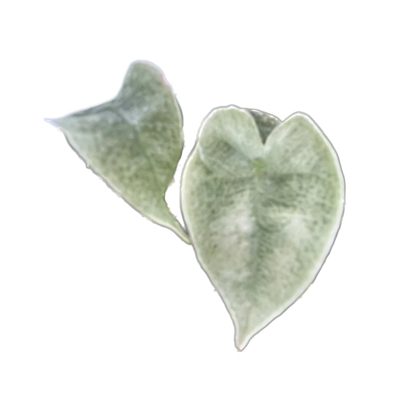 Alocasia Polly Pink variegated