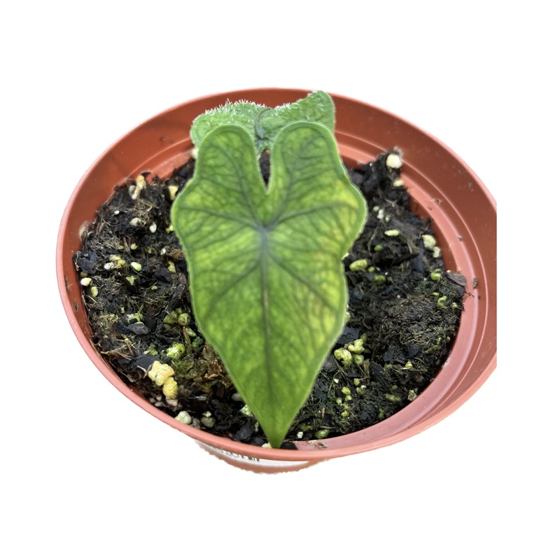 Alocasia tandurusa ‘Zebra’