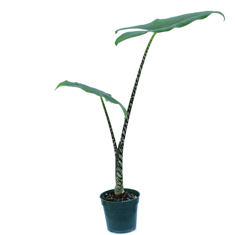 Alocasia zebrina – seedling