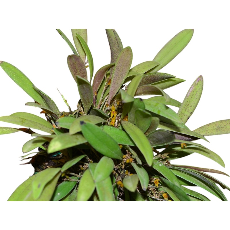 Anathallis pachyphyta