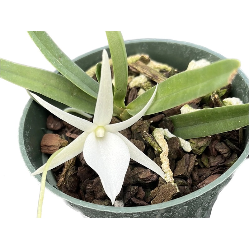 Angraecum Conundrum