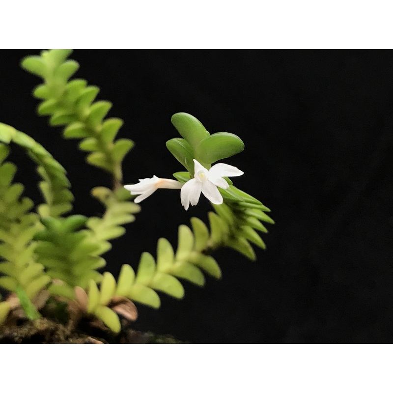 Angraecum distichum|Nee|Ja