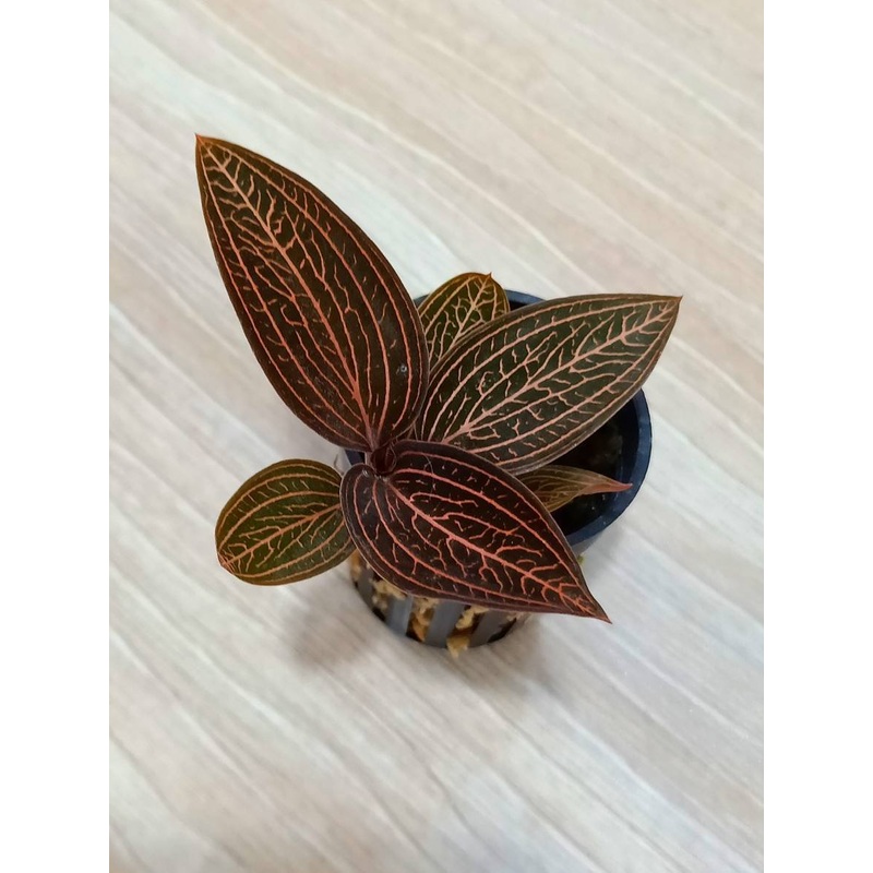 Anoectochilus roxburghii x Ludisia discolor (Anoectochilus Spiderman)