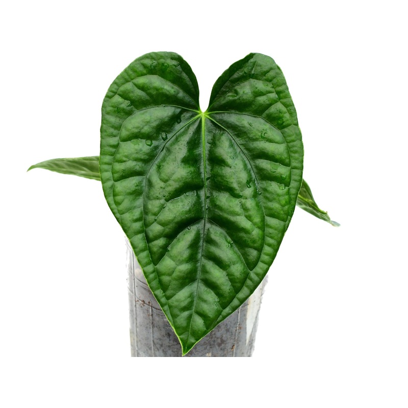 Anthurium After Midnight