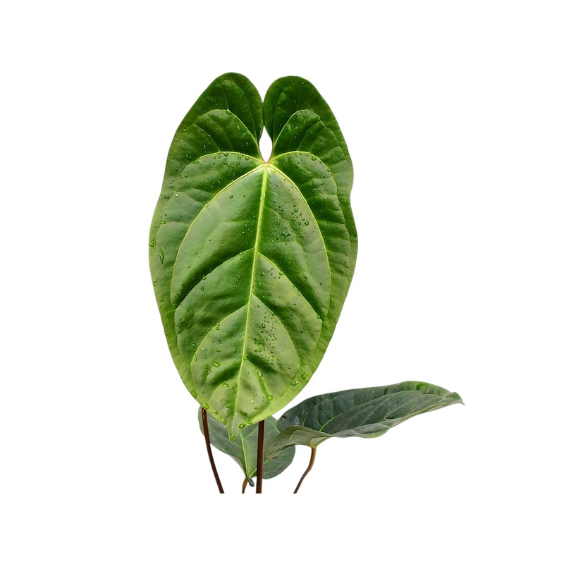 Anthurium besseae galaxy x aff