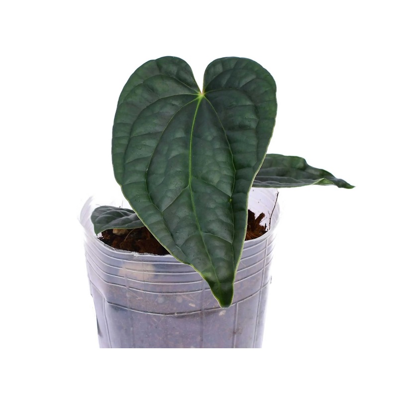 Anthurium Black Diamond x Anthurium luxurians XS