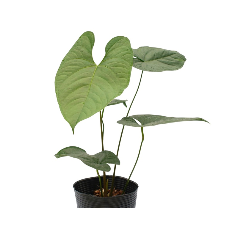 Anthurium Bradley Spirit