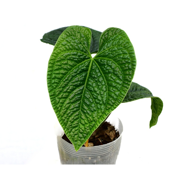Anthurium Celestial Noir