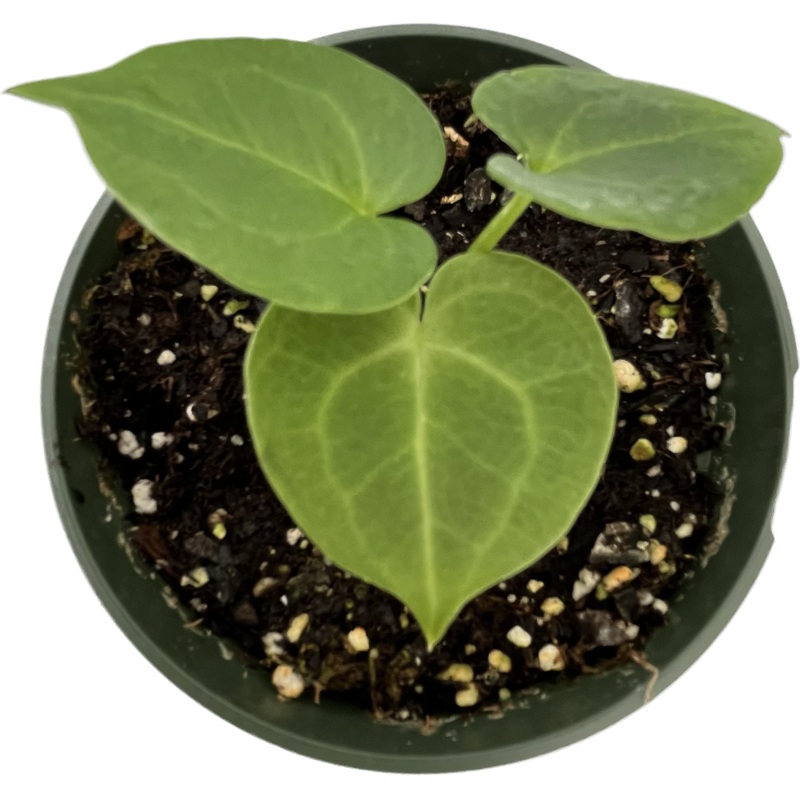 Anthurium clarinervium (seedling)