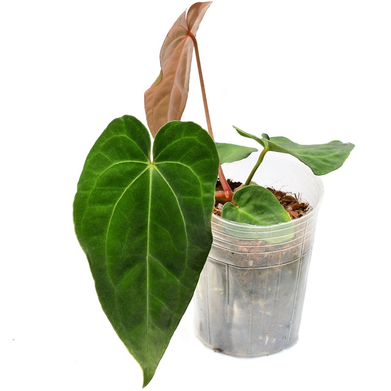 Anthurium Crystal Dress ‘Inverse crossing’